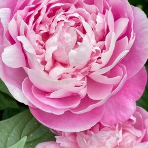 Meet your Posher, Virginia